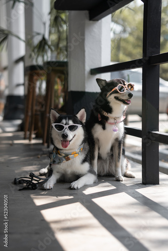 Pomsky cute dog duo chilling with sunglasses in the morning sun