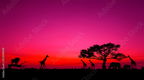 Panorama silhouette tree in africa with sunset. Amazing sunset and sunrise. Tree silhouetted against a setting sun. Safari theme. Giraffes   Lion   Rhino. Kenya safari.