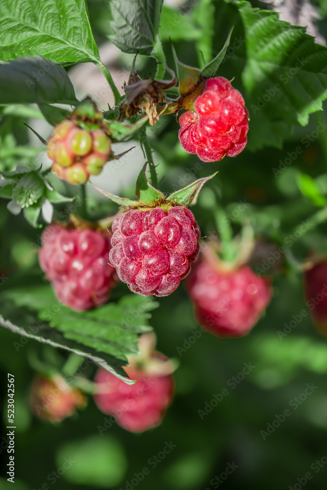 Harvest ripe raspberries in nature Harvest ripe raspberries in nature