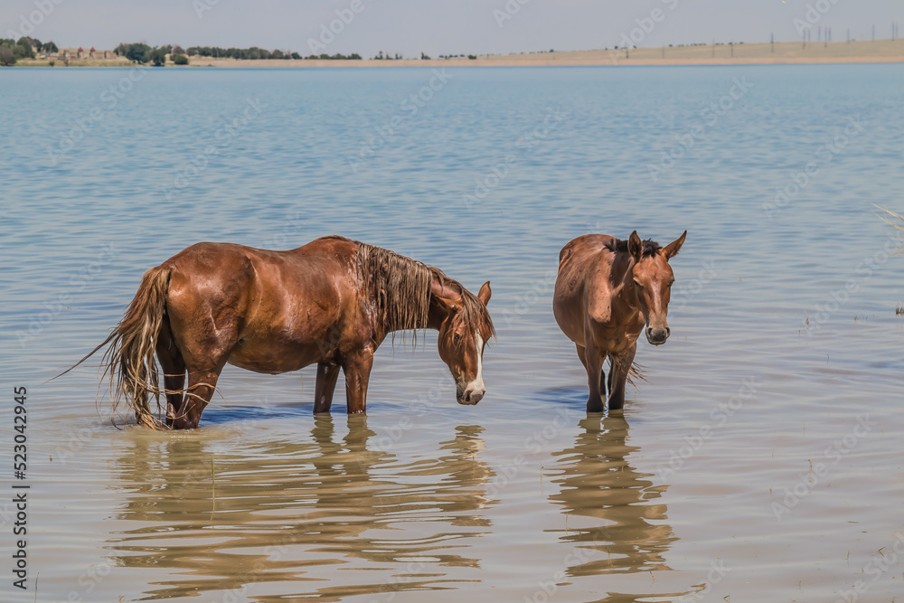 Horses stand in the river, hiding from the heat Horses stand in the river, hiding from the heat