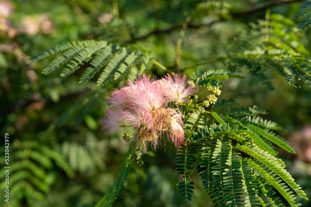 close up of flowers and fern