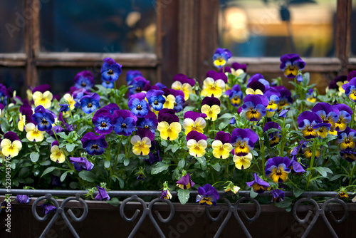 Flower bed on the windowsill of the house in airon-shod pot. Multicolored pansy flowers in the urban landscape.