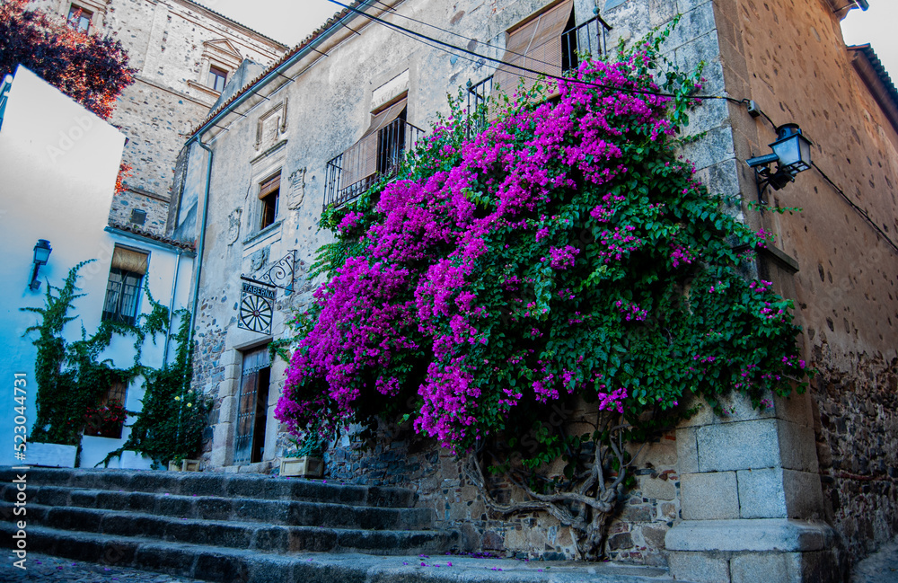 Obraz premium BEAUTIFUL TREE WITH FLOWERS IN CACERES, EXTREMADURA, SPAIN.