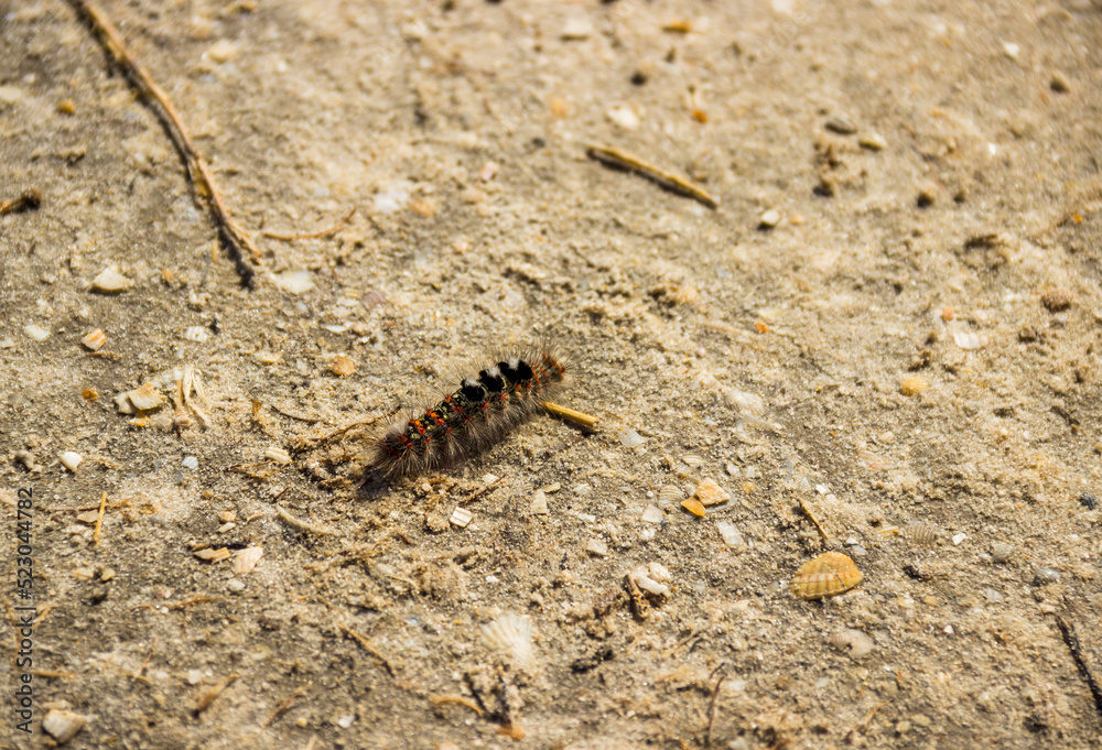 small caterpillar crawling on the sand small caterpillar crawling on the sand