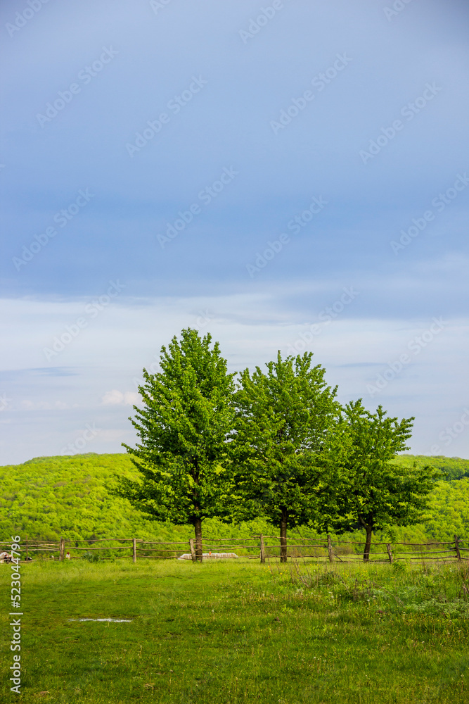 some trees near the wooden fence in the Ukrainian village