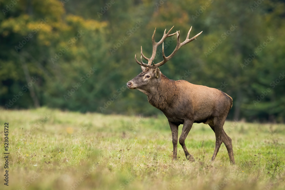 Red deer, cervus elaphus, walking on grassland in autumn nature from side. Stag moving on green field in fall. Brown mammal with antlers marching on meadow. Red deer, cervus elaphus, walking on grassland in autumn nature from side. Stag moving on green field in fall. Brown mammal with antlers marching on meadow.
