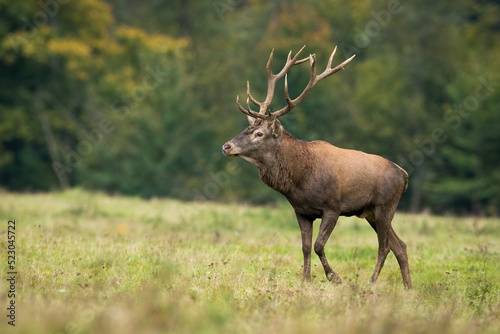 Red deer, cervus elaphus, walking on grassland in autumn nature from side. Stag moving on green field in fall. Brown mammal with antlers marching on meadow.