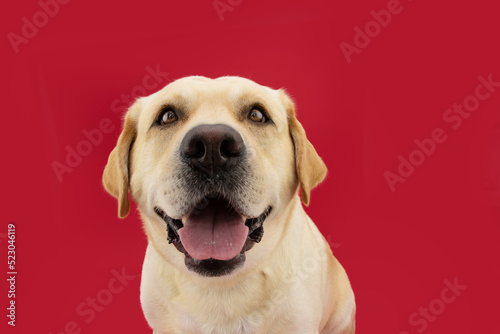 Portrait happy labrador retriever dog looking at camera. Isolated on red background