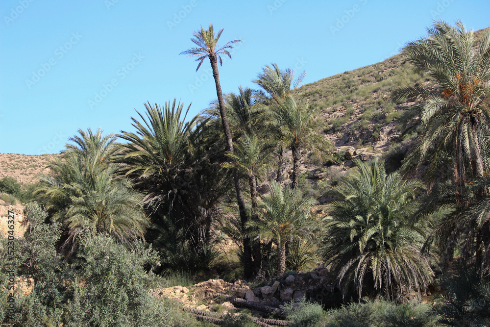 Oasis trees in the desert