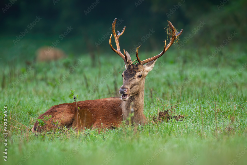 Red deer, cervus elaphus, lying on green grassland in autumn nature. Antlered stag resting on field in fall. Brown mammal inactive with open mouth on pasture. Red deer, cervus elaphus, lying on green grassland in autumn nature. Antlered stag resting on field in fall. Brown mammal inactive with open mouth on pasture.