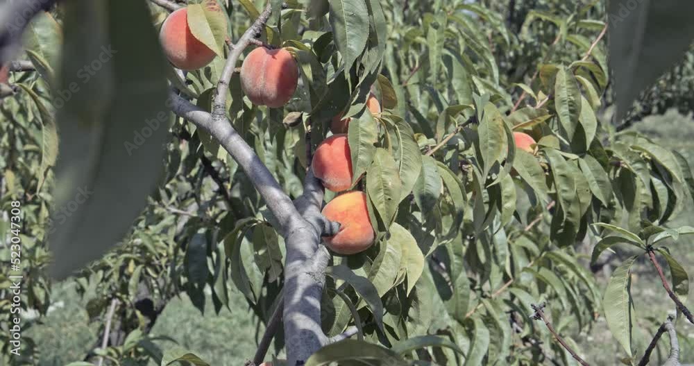 Fresh peach fruits hang on a branch in the sun swaying in the wind in a peach garden on a peach tree with green leaves
