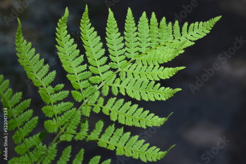Spring fern leaf in european wild forest background. Macro lush photo