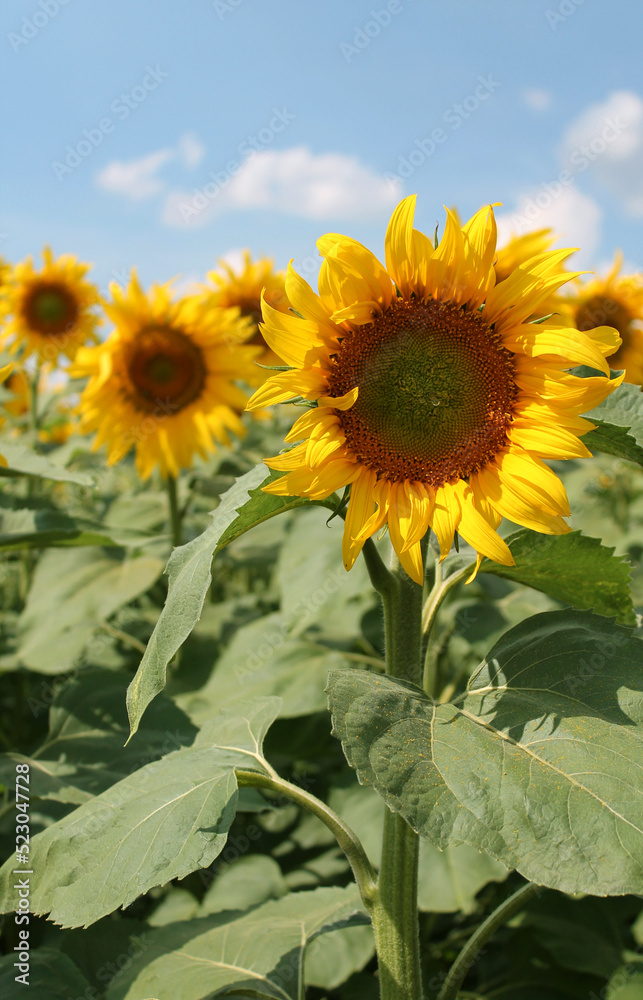 field of sunflowers with blue sky on background, sunflower on blurred background, yellow flower, field with whole flowers, sunflower seed global food crisis, blooming sunflowers