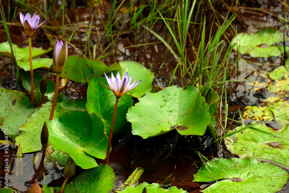 Lotus nelumbo nucifera , Water Lilly lilies, Black River Gorges National Park, Savanne district, hilly south-western part of Mauritius, Africa Lotus nelumbo nucifera , Water Lilly lilies, Black River Gorges National Park, Savanne district, hilly south-western part of Mauritius, Africa