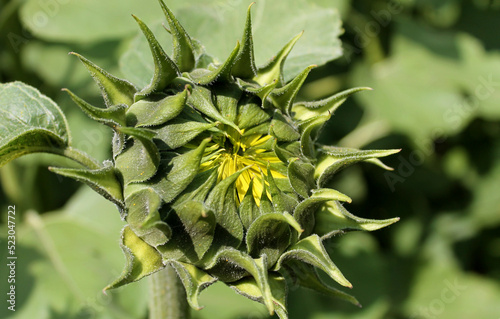 closed unopened sunflower, a field of sunflowers with a blue sky in the background, a sunflower on a blurred background, a yellow flower, a field with whole flowers, blooming sunflowers, growing agric photo