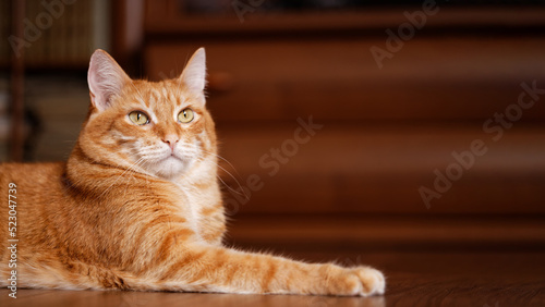 Ginger cat lies on the wooden floor at home. Shallow focus. Copyspace. © mark_ka
