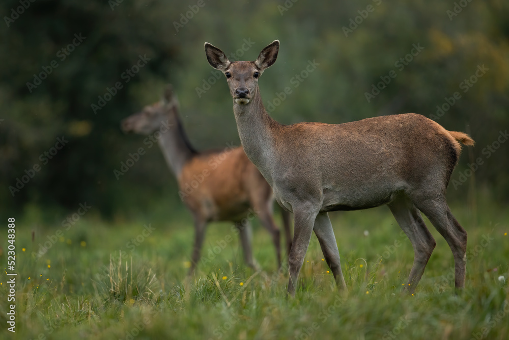 Two red deer, cervus elaphus, standing on flowered meadow in autumn forest. Pair of hinds observing on glade in fall. Female mammal looking to the camera on green field.