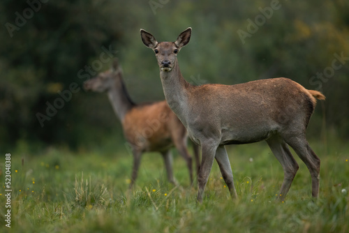 Two red deer, cervus elaphus, standing on flowered meadow in autumn forest. Pair of hinds observing on glade in fall. Female mammal looking to the camera on green field.
