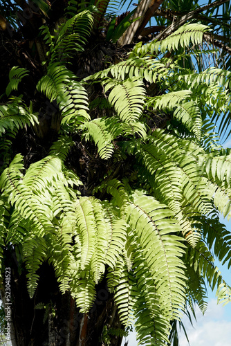 Fototapeta Naklejka Na Ścianę i Meble -  fern parasite growing on palm tree trunk