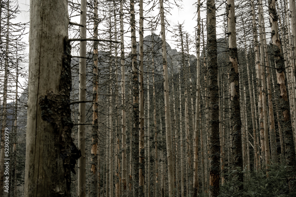 Obraz premium Dry forest on the way to the Giewont Hill