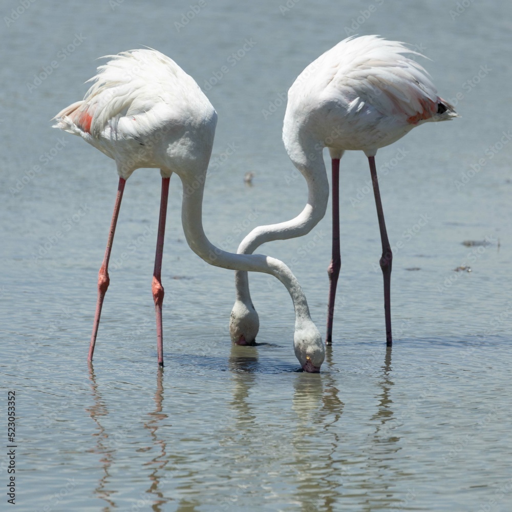 Obraz premium Flamant rose