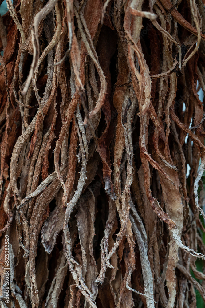 Roots growing in moister environment over the ground. Roots growing in moister environment over the ground.