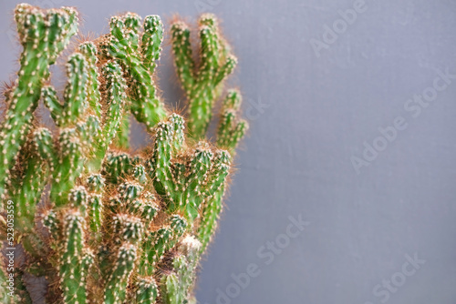 green thorny cactus on grey background 