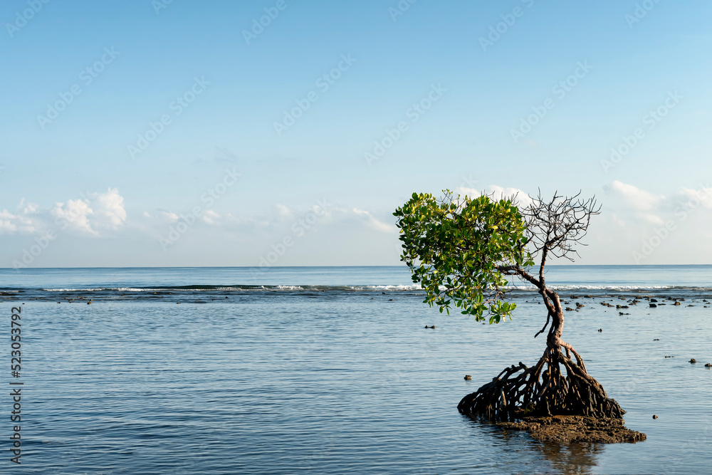 Fotografie Mangroove tree on the sea