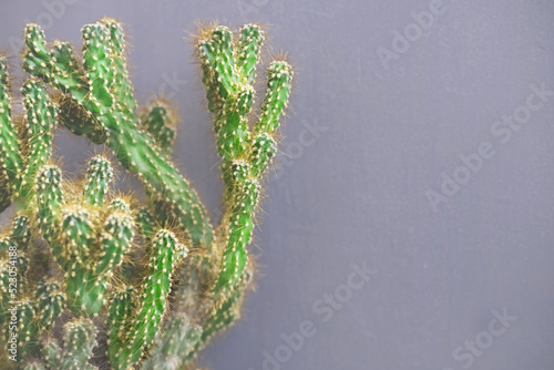 cactus on a gray background close-up