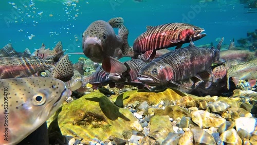 Rainbow Trout Swimming in a mountain lake during the spawning season