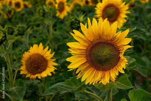 A field of sunflowers. Vibrant blooming yellow sunflower during sunny day. Landscape view. 