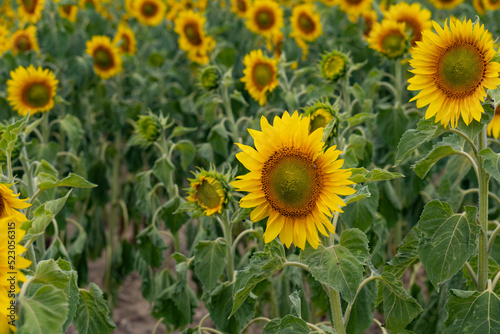 A field of sunflowers. Vibrant blooming yellow sunflower during sunny day. Landscape view. 