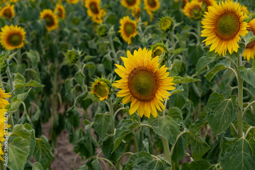 A field of sunflowers. Vibrant blooming yellow sunflower during sunny day. Landscape view. 