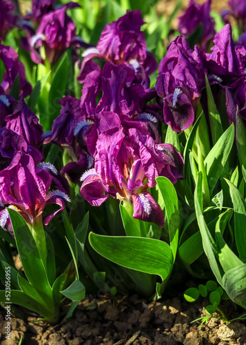 purple irises grow in a flower garden
