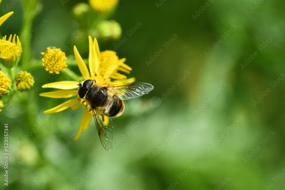 fly on yellow flower, Kilkenny, Ireland
fly on yellow flower, Kilkenny, Ireland