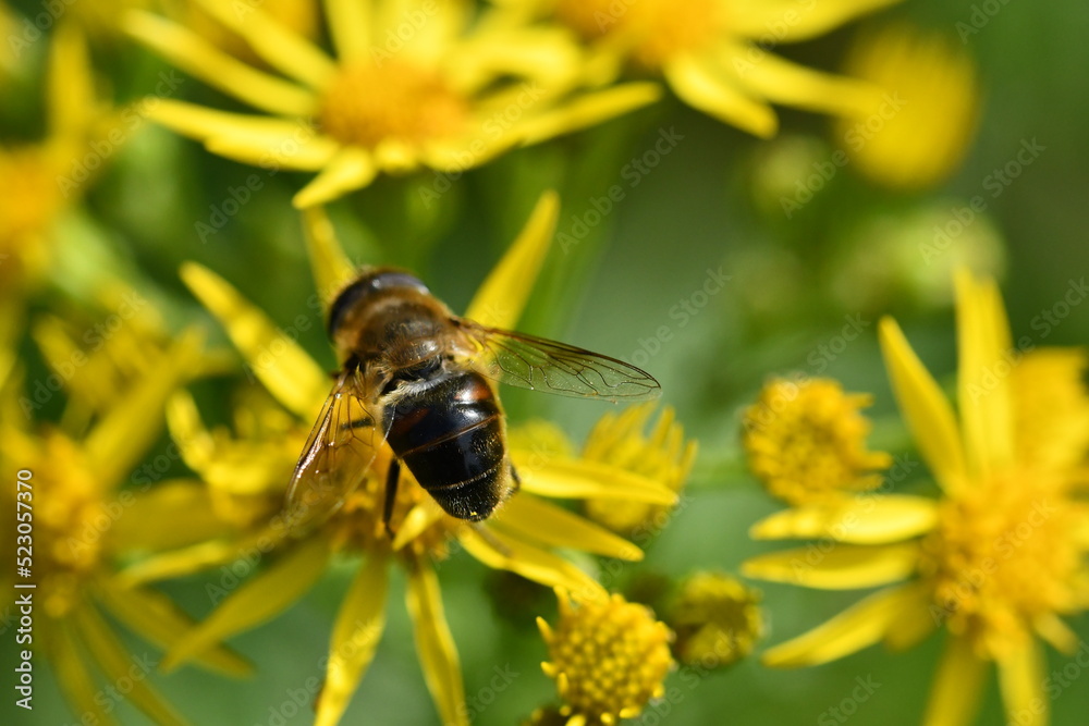 fly on yellow flower, Kilkenny, Ireland
fly on yellow flower, Kilkenny, Ireland