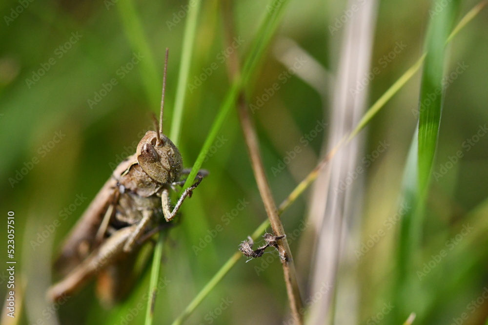 close up of a grasshopper, Kilkenny, Ireland
close up of a grasshopper, Kilkenny, Ireland