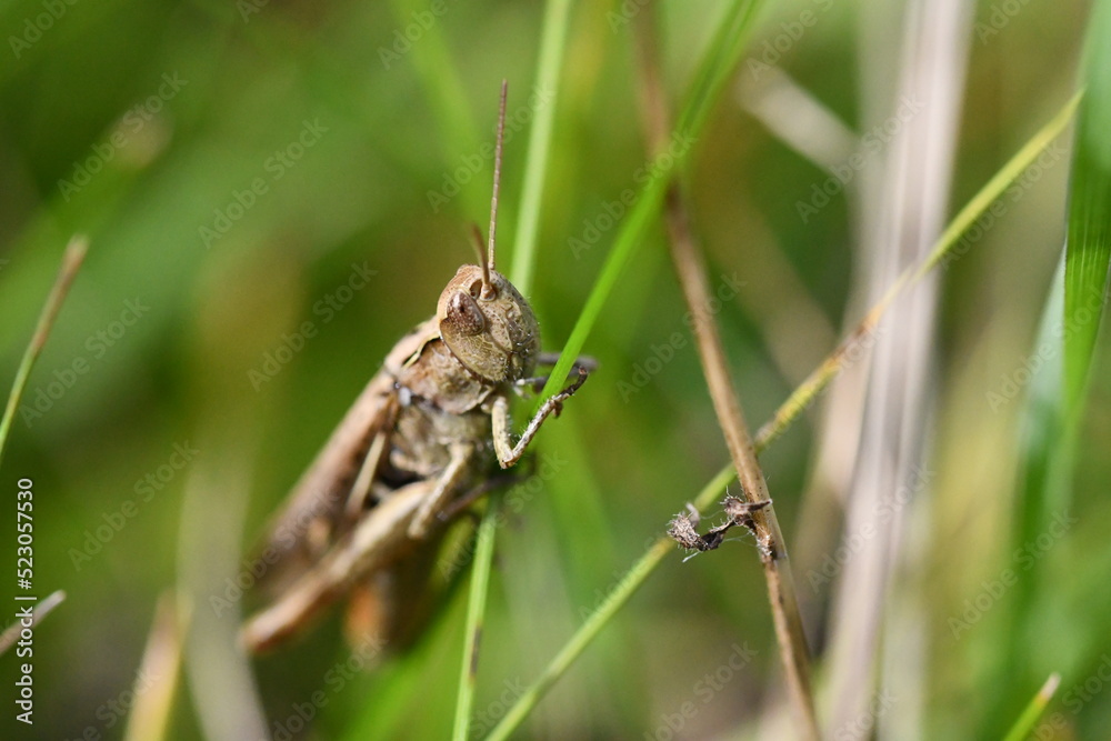 close up of a grasshopper, Kilkenny, Ireland
