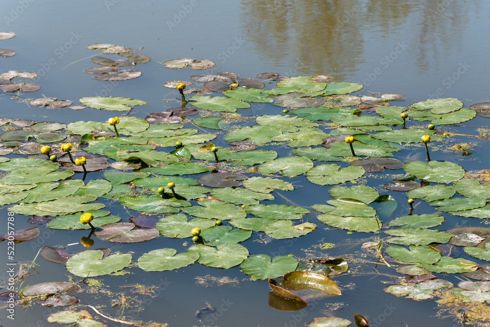 Yellow Water Lily Flowers Ready to Open Yellow Water Lily Flowers Ready to Open