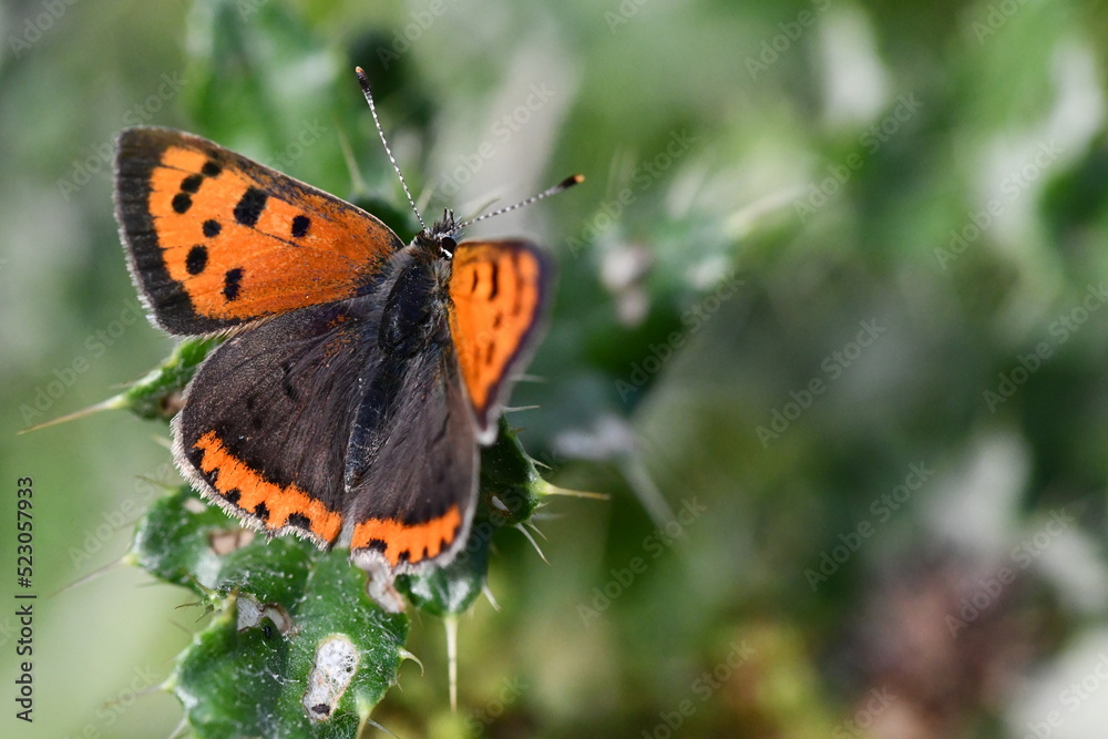 Small Copper (Lycaena phlaeas) butterfly, Kilkenny, Ireland Small Copper (Lycaena phlaeas) butterfly, Kilkenny, Ireland
