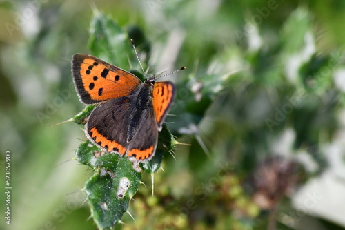 Small Copper (Lycaena phlaeas) butterfly, Kilkenny, Ireland