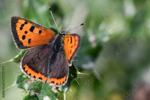 Small Copper (Lycaena phlaeas) butterfly, Kilkenny, Ireland © Audrius