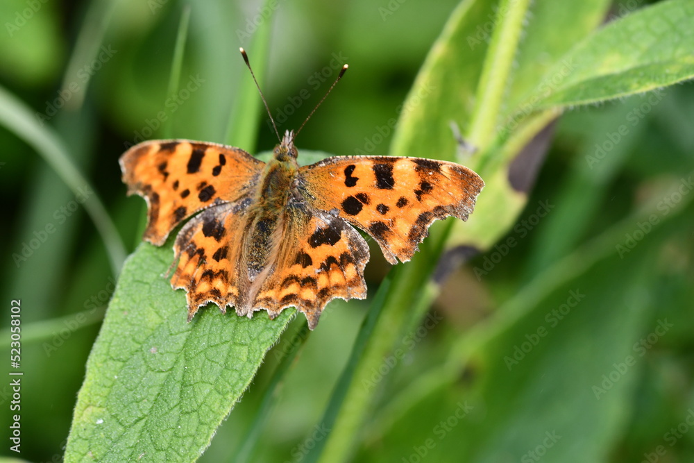 Comma (Polygonia c-album) butterfly, Kilkenny, Ireland Comma (Polygonia c-album) butterfly, Kilkenny, Ireland