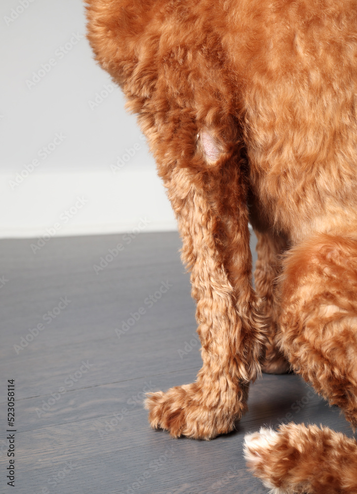 Dog with alopecia or bald spot. Female Labradoodle dog undergoing