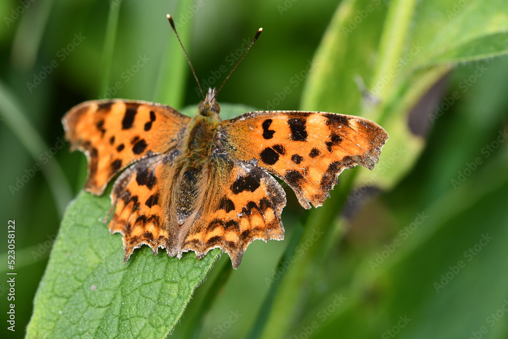 Obraz premium Comma (Polygonia c-album) butterfly, Kilkenny, Ireland