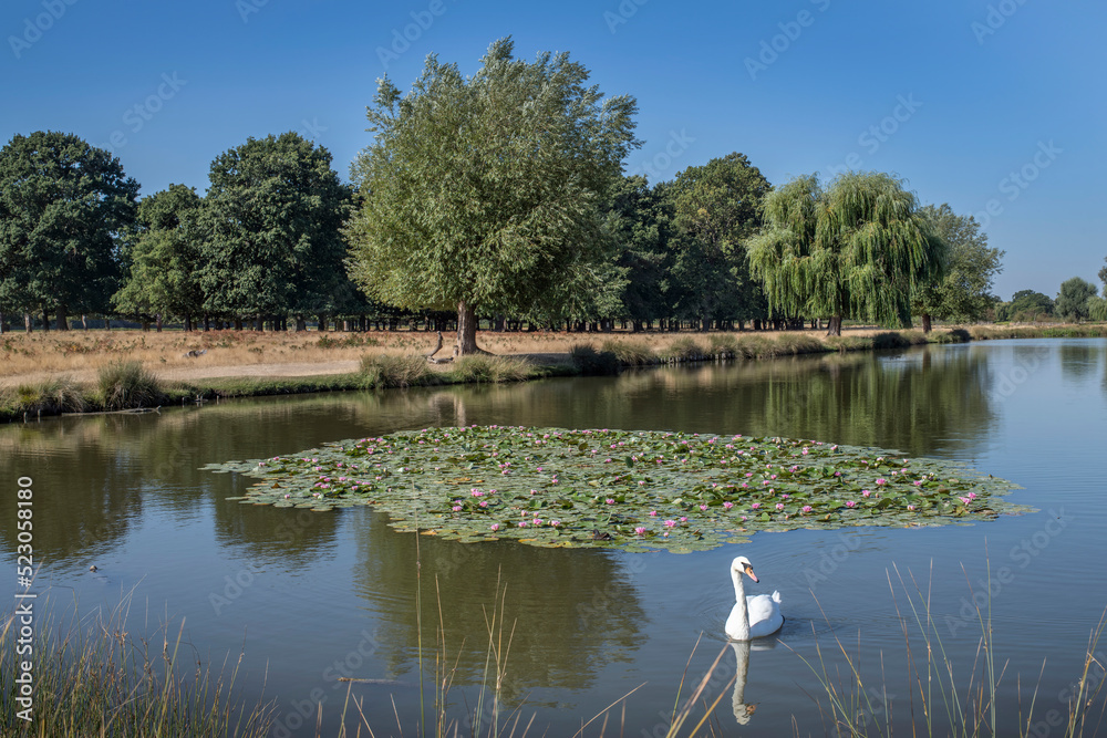 Lone swan swimming along the Lilly Pads Lone swan swimming along the Lilly Pads