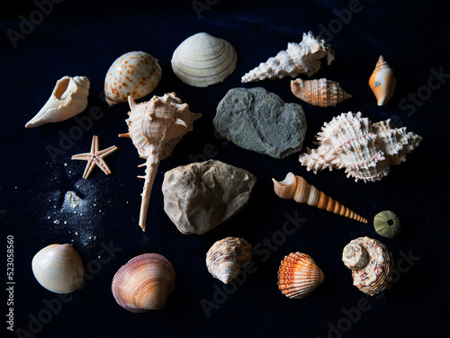 Shells are treasures of the sea left on the shore.I collected these shells over many years before I realized that it was not a good thing to do as other sea creatures might use hem such as hermit crab photo