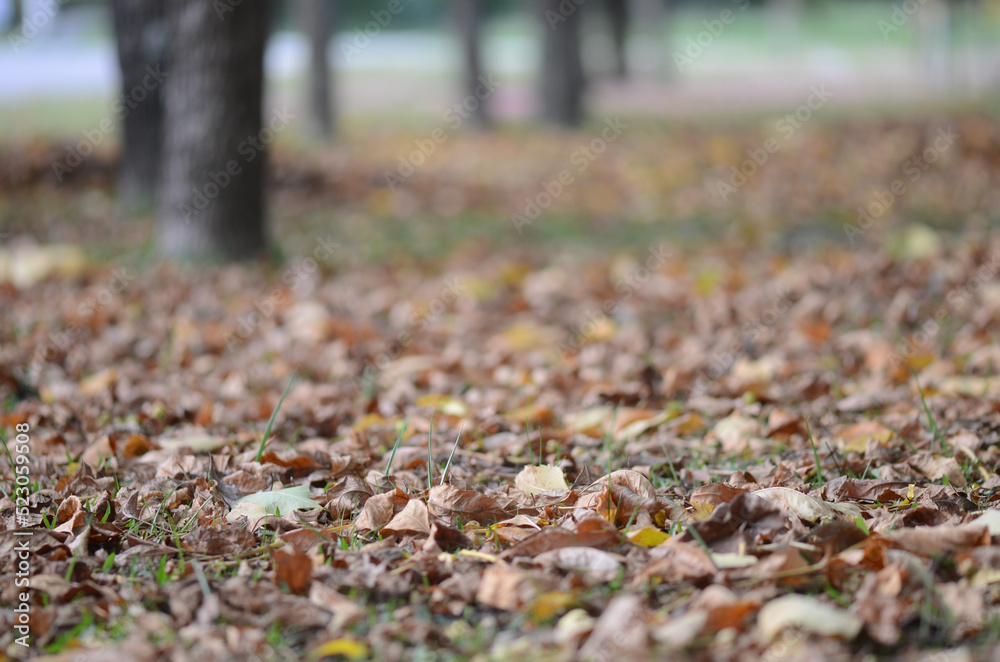 Selective focus shot of dry leaves on the ground with a blurred background Selective focus shot of dry leaves on the ground with a blurred background
