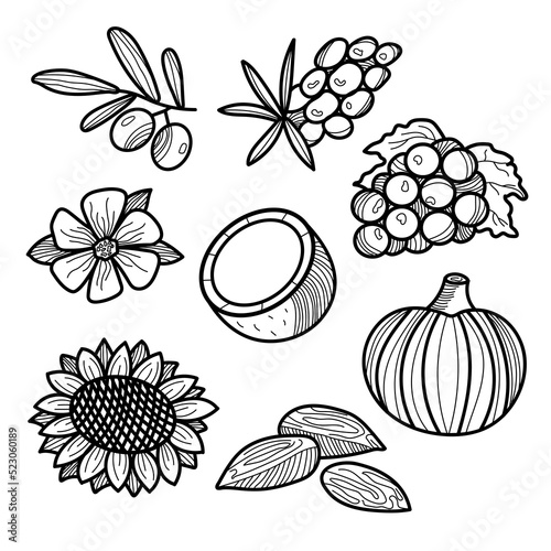 Botanical collection of sea buckthorn, sunflower, coconut, pumpkin, flax,olive, almonds, grapes