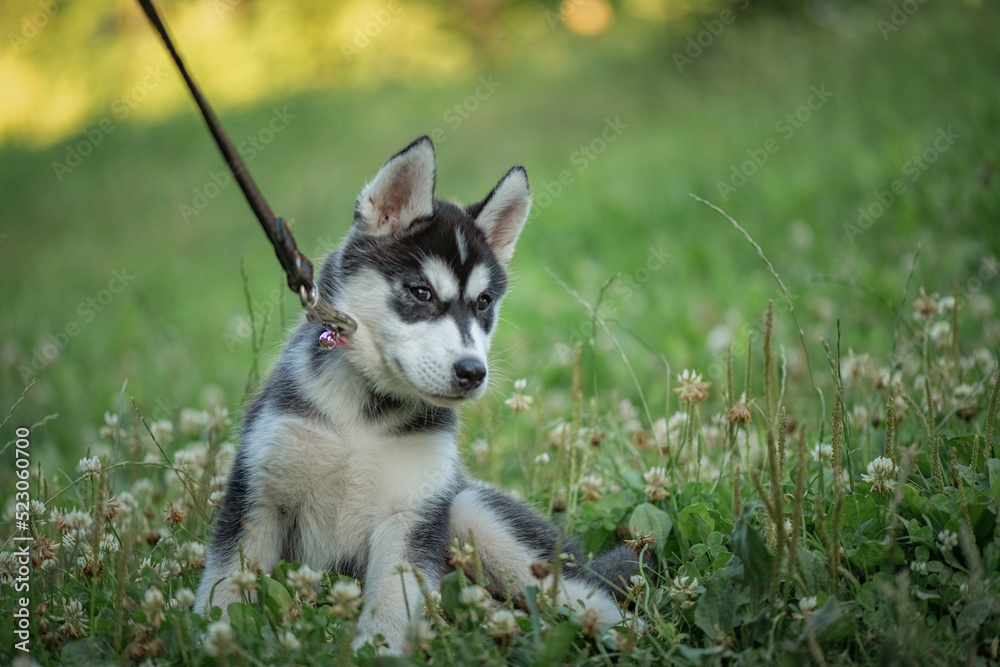 Beautiful young purebred husky puppy on a walk on a leash in the park. Beautiful young purebred husky puppy on a walk on a leash in the park.